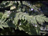 water droplets on fern