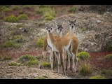 Three Guanacos -- Torres del Paine National Park, Chile
