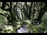 hiking in pirongia