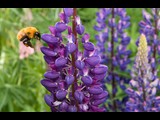 Bumblebee and Lupine Torres del Paine National Park, Chile
